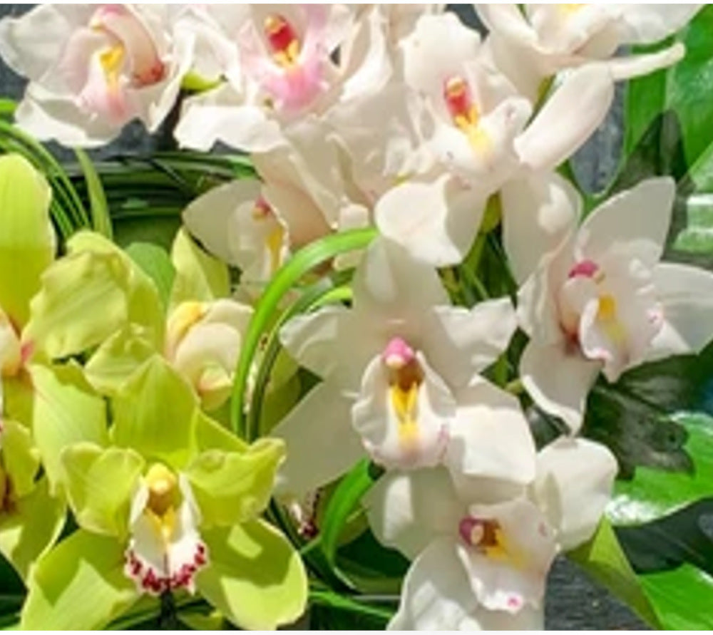 Sofisticadas Orquídeas Cymbidium| FLORENCIA